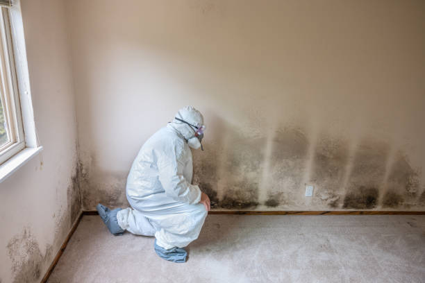 Best Real Estate Mold Inspection  in California, PA